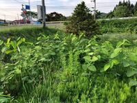 雑草対策家の裏が100坪位の空き地になっていてら長い草がたくさん生えています Yahoo 知恵袋