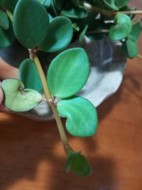 ペペロミアの葉が写真のように茶色 というか黒く枯れてしまって います Yahoo 知恵袋
