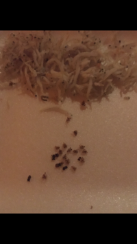 閲覧注意 シラスの中に写真のような黒いものが入っていて食べてしま Yahoo 知恵袋