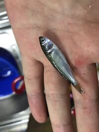 この魚の稚魚はなんの魚ですか ボラですか 食べても大丈夫です Yahoo 知恵袋