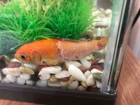 昨日金魚の表面が白くなっていることに気が付きました 画像検索してみ Yahoo 知恵袋