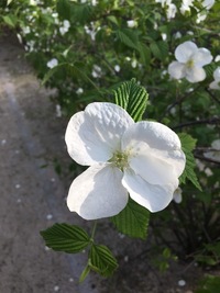 この白い花の名前を教えてください 撮影は19年4月末 韓国ソウルで撮影し Yahoo 知恵袋