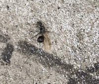 庭に羽蟻が結構たくさんいて気持ち悪いです…。
羽蟻はシロアリの可能性もあると聞き怖くなってます。
写真の羽蟻は何という種類でしょうか…？シロアリの可能性もありますか？？
わかる方宜し くお願い致します。