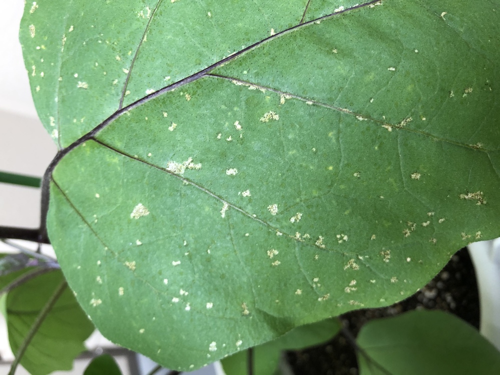 茄子の病気について 茄子の葉っぱに白い斑点ができていました これはうどん粉病 Yahoo 知恵袋