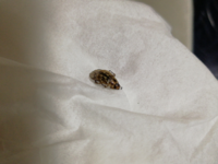 虫が苦手な方には申し訳ありません 自分の部屋にこんな虫がいたのですが Yahoo 知恵袋