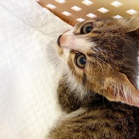 この猫の種類はなんですか 野良猫子猫でオス2ヶ月です 雑種ですか Yahoo 知恵袋