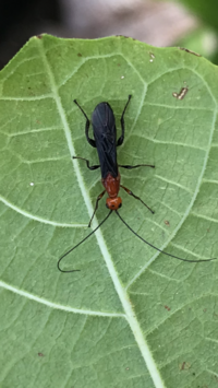 先日イチヂクの木を植えましたが 頭部がオレンジ色羽部分が黒色の虫 12 15 Yahoo 知恵袋