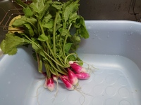 ラディッシュの葉っぱはどうすれば 家庭菜園を始めて 今日 初めてラデ Yahoo 知恵袋