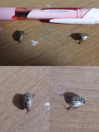 秋になると 洗濯物に 茶色のカメムシに似た虫がつきます どうしたら よせ Yahoo 知恵袋