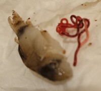 観覧注意コリドラスこの寄生虫は 本日死んだコリドラスパンダの腹部を Yahoo 知恵袋