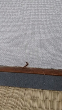 これは何の虫ですか 畳の部屋にいました 紙で捕まえようとするとすぐひっくり返りま 教えて 住まいの先生 Yahoo 不動産