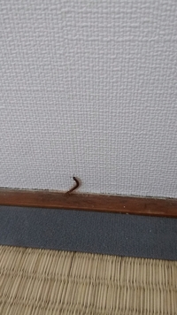 これは何の虫ですか 畳の部屋にいました 紙で捕まえようとするとすぐひっくり返りま 教えて 住まいの先生 Yahoo 不動産