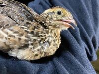 こんにちは うずらについてなんですが孵化して23日目のウズラこのように口を開 Yahoo 知恵袋