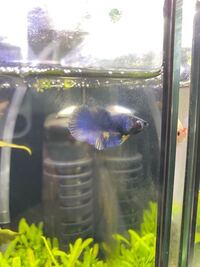 以前ホームセンターでベタの稚魚 とだけ書かれた子をお迎えして だいぶ大きく綺 Yahoo 知恵袋