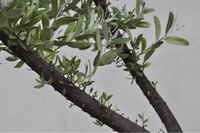 アカシアブルーブッシュの状態が悪いのですが 原因は分かりますでしょうか Yahoo 知恵袋