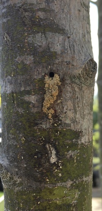 この虫 なんですか 庭のイロハモミジにびっっっしりとついています Yahoo 知恵袋