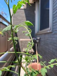 ミニトマトの葉について 第二花房の近くの葉がちりちりになっています 病気でし Yahoo 知恵袋