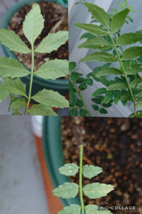 今の時期の山椒の木の様子は 一般的にはどのような状態なのでしょうか 昨 Yahoo 知恵袋