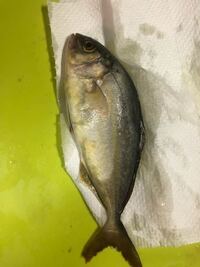 釣ったカマスって〆ますか 鯖折り 神経〆 まだネンブツダイしか釣ったこと Yahoo 知恵袋
