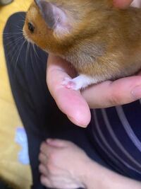 ハムスターの手が昨日から赤くなっています これは怪我でしょうか なにか感染症 Yahoo 知恵袋