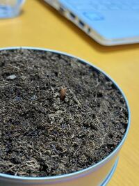 2週間前くらいからサボテンを種から育ててて 1週間ほど前に芽が出た Yahoo 知恵袋