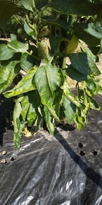 トマトの葉ですが これは葉かび病でしょうか 根に近い下の方だけがこ Yahoo 知恵袋