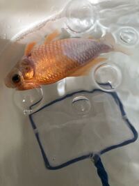 金魚の水槽を新しいのに変えたのですが そこに移動させた金魚たちの Yahoo 知恵袋