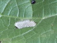 きゅうりの葉っぱの裏側にいた虫の卵です何の虫でしょう カメムシ Yahoo 知恵袋