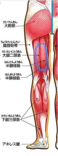 スクワットをすると 腿裏の画像の丸部分あたりがつっぱるように痛いで Yahoo 知恵袋