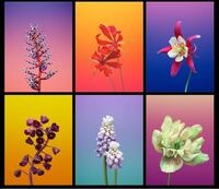 これらはなんていう花ですか Ipadの壁紙です 上左エクメ Yahoo 知恵袋
