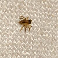 なぜ蜘蛛の目は8個もあるんですか クモには複眼がなく Yahoo 知恵袋