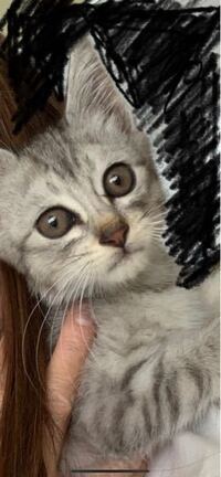 明後日で2ヶ月になる子猫を2匹 もらいました 初めて飼うので分 Yahoo 知恵袋