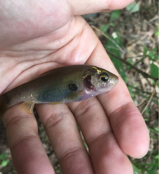 山奥の池で獲れた魚です。フナのような見た目ですがなにか特殊なフナなのでしょうか？内臓やエラが透けてるように見えますが元気です 