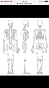 骨細男で骨細です 骨細のひとは力は弱いですか 筋肉は付きづらいですか 手首が Yahoo 知恵袋