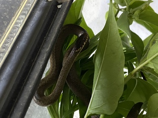 公園でヘビを捕まえました 埼玉県です 子供蛇で種類がわかんないです 毒蛇だっ Yahoo 知恵袋