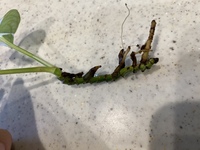 観葉植物のポトスの水差しのコツを教えてください ポトスを室内で何個か飼 Yahoo 知恵袋
