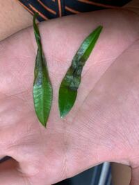 パキポディウムラメリーの葉について。 最近、帰ってくるとパキポディウムラメリーの葉が、何枚かこうなっていることがたまにあるのですか、
病気なのでしょうか？
葉の途中部分が黒くなって、枯れているというより、しおれているという感じになっています…