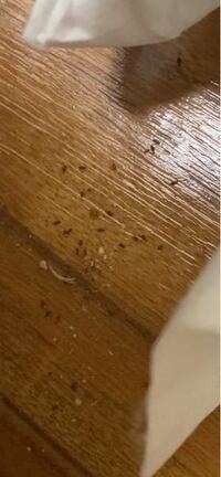 家の中の一部屋の床に小さい虫がたくさんいて動いているのを見つけました Yahoo 知恵袋
