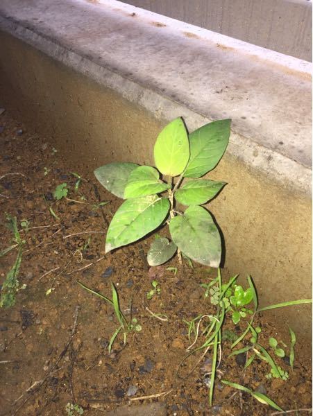 これはスモークツリーの新芽でしょうか 去年この植物の半径1m以内にスモ Yahoo 知恵袋