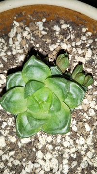 緑色のかっこいい言い方 赤 垢 紅青 蒼 藍緑はなんでしょう テーマは風 Yahoo 知恵袋