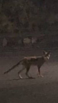 この動物はなんですか 痩せたキツネのように見えるのですが 疥 Yahoo 知恵袋