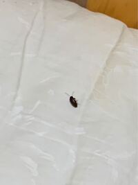 たけし軍団の ガダルカナル タカさんの名前の由来を教えて下さい Yahoo 知恵袋