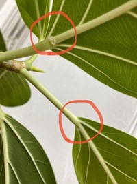 観葉植物の病気ですか 観葉植物の葉の裏側の根本付近に白くフワフワしたものが付 Yahoo 知恵袋