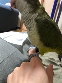 オキナインコの気持ちや接し方について知りたいです 飼っていた愛鳥 Yahoo 知恵袋