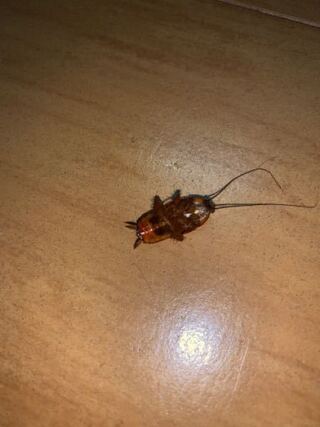 ゴキブリですか ゴキブリです それも日本の生息種では最大のワモンゴキブ Yahoo 知恵袋