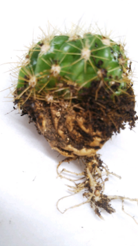 最近 育てているサボテンが少し茶色になってきました 腐ってきてい Yahoo 知恵袋