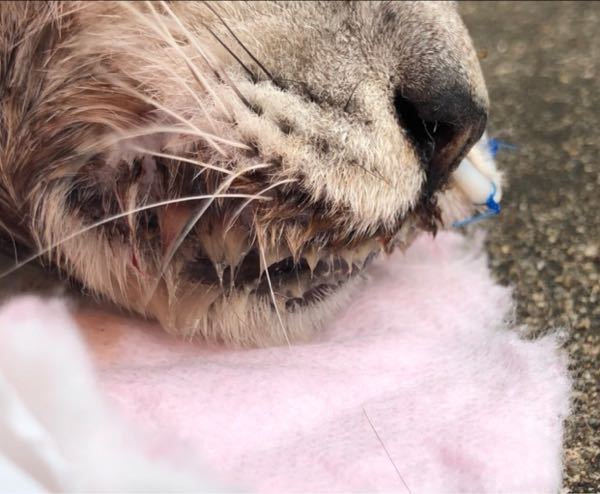 末期腎不全、尿毒症の猫で、よだれが出て写真みたいに固まっているのを 