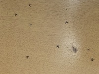 網戸にしていると小さい虫が大量に侵入してきます。画像虫は、なんの虫でしょうか？ 