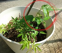 この植物は何ですか 最近モッコウバラを地植えから鉢植えにした Yahoo 知恵袋