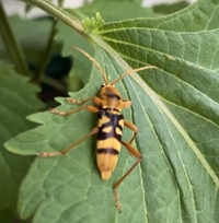 カエルは大葉を食べますか 二階のベランダに少し大きめのカエルがいてビック Yahoo 知恵袋